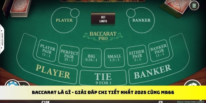 188cm gà chọi cu cần