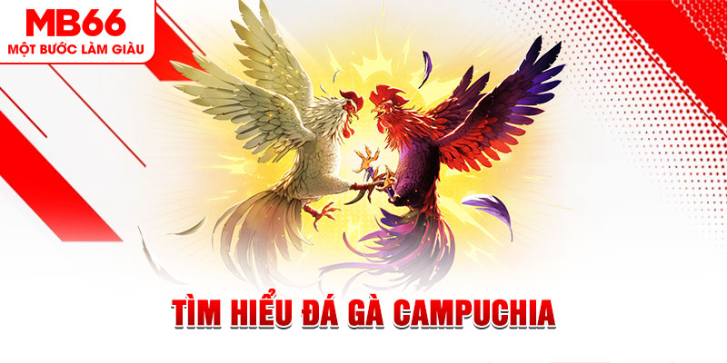 188cm đá gà trực tiếp
